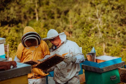 Beekeepers checking honey on the beehive frame in the field. Small business owners on apiary. Natural healthy food produceris working with bees and beehives on the apiary