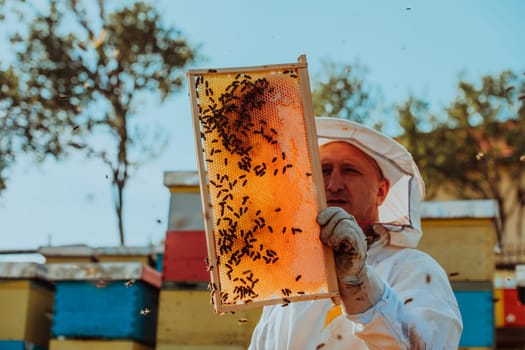 Beekeeper checking honey on the beehive frame in the field. Small business owner on apiary. Natural healthy food produceris working with bees and beehives on the apiary