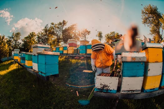 Beekeeper checking honey on the beehive frame in the field. Beekeeper on apiary. Beekeeper is working with bees and beehives on the apiary. Small business concept