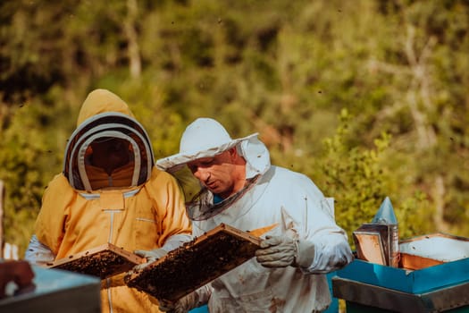 Beekeepers checking honey on the beehive frame in the field. Small business owners on apiary. Natural healthy food produceris working with bees and beehives on the apiary