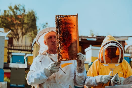 Beekeepers checking honey on the beehive frame in the field. Small business owners on apiary. Natural healthy food produceris working with bees and beehives on the apiary