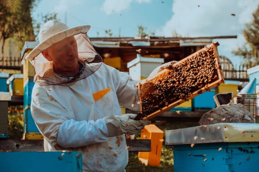 Beekeepers checking honey on the beehive frame in the field. Small business owners on apiary. Natural healthy food produceris working with bees and beehives on the apiary