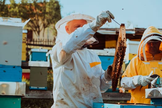 Beekeepers checking honey on the beehive frame in the field. Small business owners on apiary. Natural healthy food produceris working with bees and beehives on the apiary