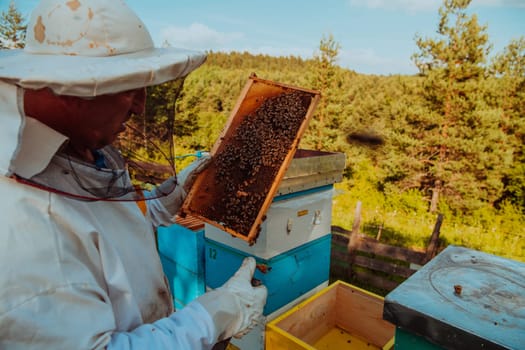 Beekeeper checking honey on the beehive frame in the field. Small business owner on apiary. Natural healthy food produceris working with bees and beehives on the apiary