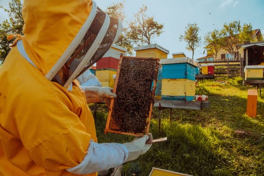 Beekeeper checking honey on the beehive frame in the field. Small business owner on apiary. Natural healthy food produceris working with bees and beehives on the apiary