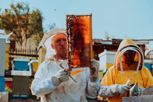 Beekeepers checking honey on the beehive frame in the field. Small business owners on apiary. Natural healthy food produceris working with bees and beehives on the apiary