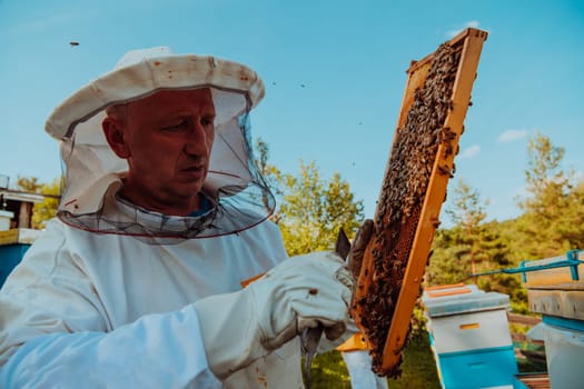 Beekeeper checking honey on the beehive frame in the field. Small business owner on apiary. Natural healthy food produceris working with bees and beehives on the apiary