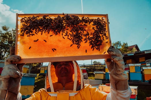 Wide shot of a beekeeper holding the beehive frame filled with honey against the sunlight in the field full of flowers.