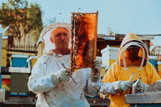 Beekeepers checking honey on the beehive frame in the field. Small business owners on apiary. Natural healthy food produceris working with bees and beehives on the apiary