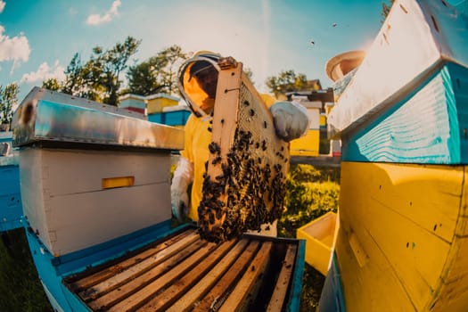 Beekeeper checking honey on the beehive frame in the field. Small business owner on apiary. Natural healthy food produceris working with bees and beehives on the apiary