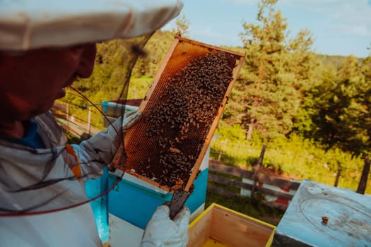 Beekeeper checking honey on the beehive frame in the field. Small business owner on apiary. Natural healthy food produceris working with bees and beehives on the apiary