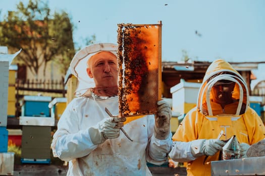 Beekeepers checking honey on the beehive frame in the field. Small business owners on apiary. Natural healthy food produceris working with bees and beehives on the apiary