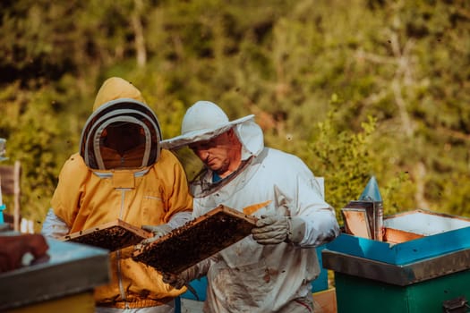 Beekeepers checking honey on the beehive frame in the field. Small business owners on apiary. Natural healthy food produceris working with bees and beehives on the apiary