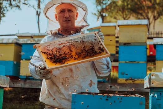 Beekeeper checking honey on the beehive frame in the field. Small business owner on apiary. Natural healthy food produceris working with bees and beehives on the apiary