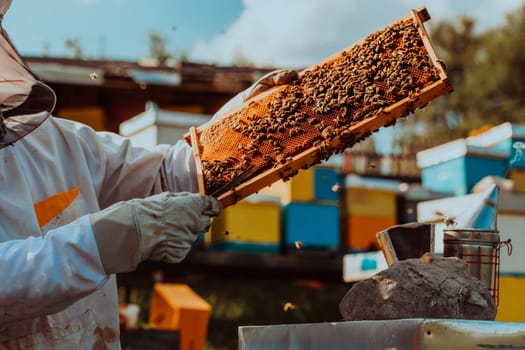 Beekeeper holding the beehive frame filled with honey against the sunlight in the field full of flowers.