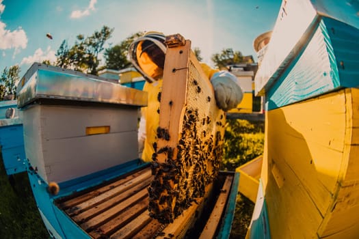 Beekeeper checking honey on the beehive frame in the field. Small business owner on apiary. Natural healthy food produceris working with bees and beehives on the apiary