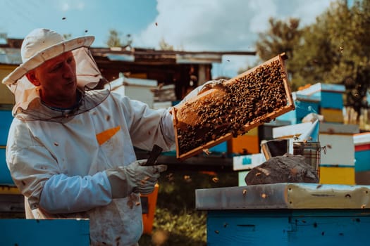 Beekeeper holding the beehive frame filled with honey against the sunlight in the field full of flowers.