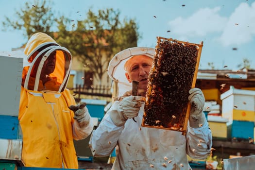 Beekeepers checking honey on the beehive frame in the field. Small business owners on apiary. Natural healthy food produceris working with bees and beehives on the apiary