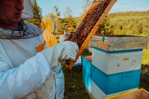 Beekeeper checking honey on the beehive frame in the field. Small business owner on apiary. Natural healthy food produceris working with bees and beehives on the apiary