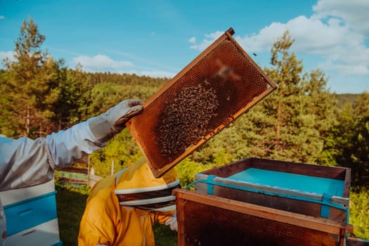 Beekeepers checking honey on the beehive frame in the field. Small business owners on apiary. Natural healthy food produceris working with bees and beehives on the apiary