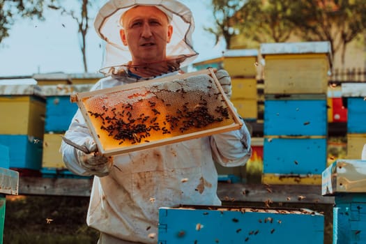 Beekeeper checking honey on the beehive frame in the field. Small business owner on apiary. Natural healthy food produceris working with bees and beehives on the apiary