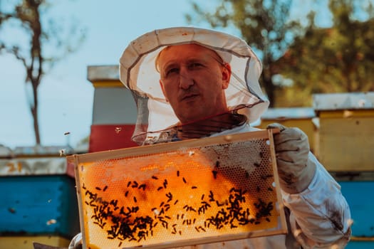 Beekeeper checking honey on the beehive frame in the field. Small business owner on apiary. Natural healthy food produceris working with bees and beehives on the apiary