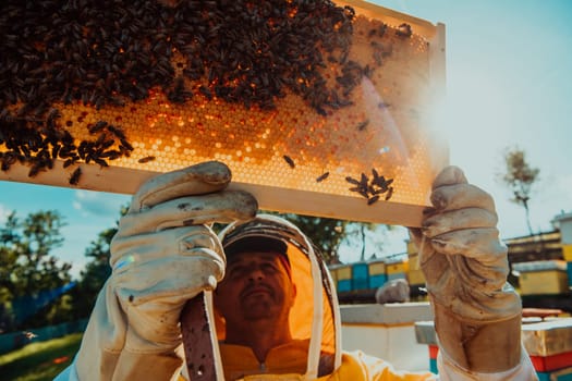 Wide shot of a beekeeper holding the beehive frame filled with honey against the sunlight in the field full of flowers.