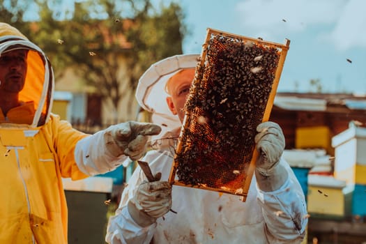 Beekeepers checking honey on the beehive frame in the field. Small business owners on apiary. Natural healthy food produceris working with bees and beehives on the apiary