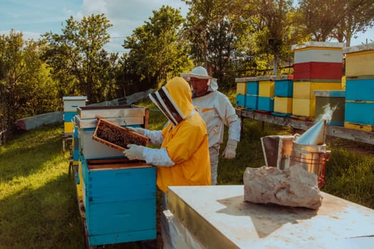 Beekeepers checking honey on the beehive frame in the field. Small business owners on apiary. Natural healthy food produceris working with bees and beehives on the apiary