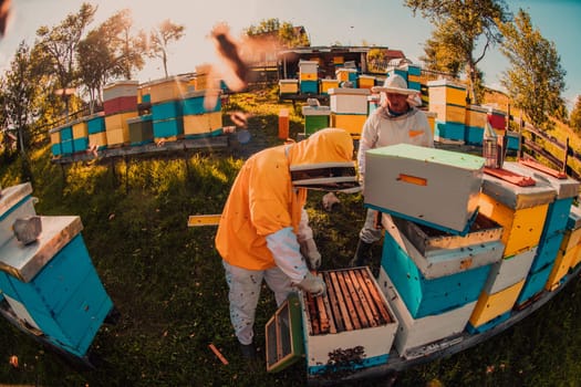 Beekeeper checking honey on the beehive frame in the field. Small business owner on apiary. Natural healthy food produceris working with bees and beehives on the apiary