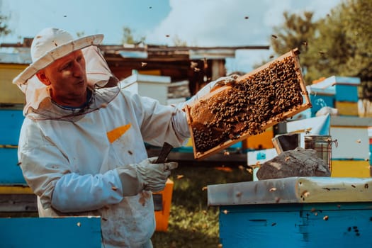 Beekeeper checking honey on the beehive frame in the field. Beekeeper on apiary. Beekeeper is working with bees and beehives on the apiary. Small business concept