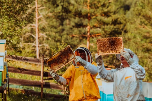 Beekeepers checking honey on the beehive frame in the field. Small business owners on apiary. Natural healthy food produceris working with bees and beehives on the apiary