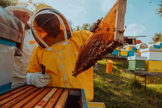 Beekeepers checking honey on the beehive frame in the field. Small business owners on apiary. Natural healthy food produceris working with bees and beehives on the apiary