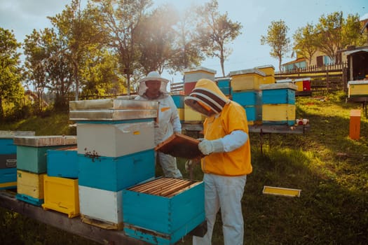 Beekeepers checking honey on the beehive frame in the field. Small business owners on apiary. Natural healthy food produceris working with bees and beehives on the apiary