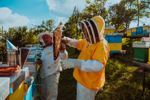 Beekeeper checking honey on the beehive frame in the field. Small business owner on apiary. Natural healthy food produceris working with bees and beehives on the apiary