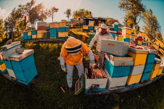 Beekeeper checking honey on the beehive frame in the field. Small business owner on apiary. Natural healthy food produceris working with bees and beehives on the apiary