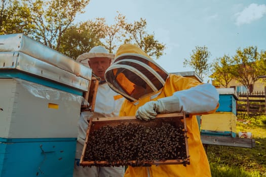 Beekeepers checking honey on the beehive frame in the field. Small business owners on apiary. Natural healthy food produceris working with bees and beehives on the apiary