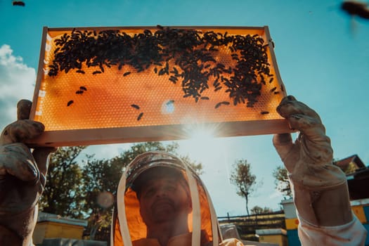 Wide shot of a beekeeper holding the beehive frame filled with honey against the sunlight in the field full of flowers.