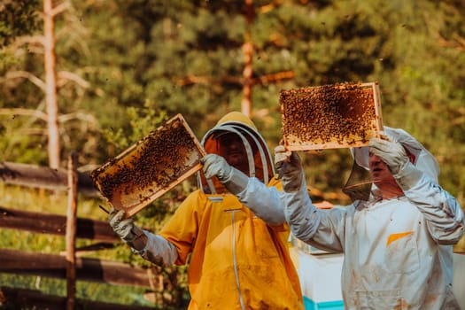 Beekeepers checking honey on the beehive frame in the field. Small business owners on apiary. Natural healthy food produceris working with bees and beehives on the apiary