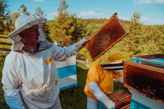 Beekeepers checking honey on the beehive frame in the field. Small business owners on apiary. Natural healthy food produceris working with bees and beehives on the apiary