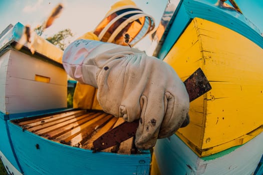 Beekeeper checking honey on the beehive frame in the field. Small business owner on apiary. Natural healthy food produceris working with bees and beehives on the apiary