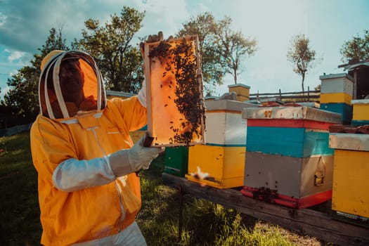 Wide shot of a beekeeper holding the beehive frame filled with honey against the sunlight in the field full of flowers.