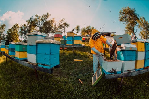 Beekeeper checking honey on the beehive frame in the field. Beekeeper on apiary. Beekeeper is working with bees and beehives on the apiary. Small business concept