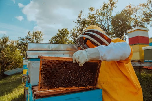 Beekeeper checking honey on the beehive frame in the field. Small business owner on apiary. Natural healthy food produceris working with bees and beehives on the apiary