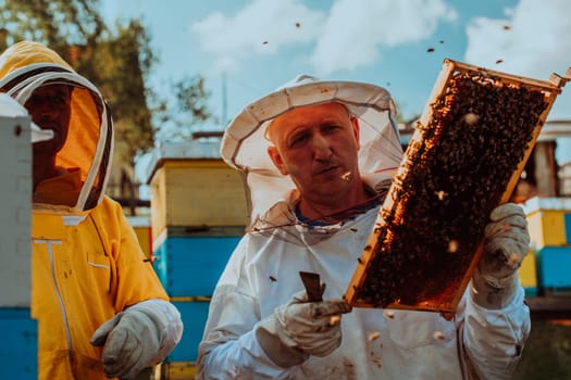 Beekeepers checking honey on the beehive frame in the field. Small business owners on apiary. Natural healthy food produceris working with bees and beehives on the apiary