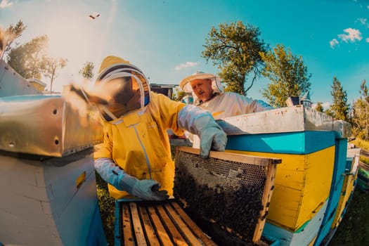 Beekeeper checking honey on the beehive frame in the field. Small business owner on apiary. Natural healthy food produceris working with bees and beehives on the apiary