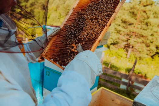 Beekeeper checking honey on the beehive frame in the field. Small business owner on apiary. Natural healthy food produceris working with bees and beehives on the apiary