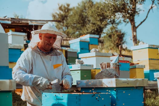 Beekeeper checking honey on the beehive frame in the field. Small business owner on apiary. Natural healthy food produceris working with bees and beehives on the apiary