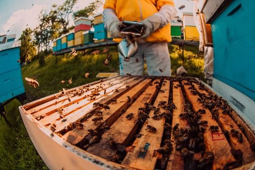 Beekeeper checking honey on the beehive frame in the field. Small business owner on apiary. Natural healthy food produceris working with bees and beehives on the apiary