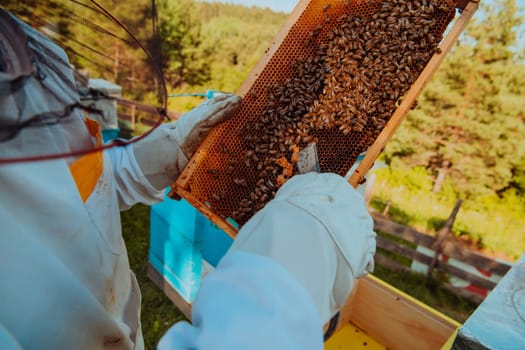 Beekeeper checking honey on the beehive frame in the field. Small business owner on apiary. Natural healthy food produceris working with bees and beehives on the apiary